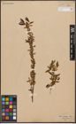 Foto von Salix capensis Thunb.